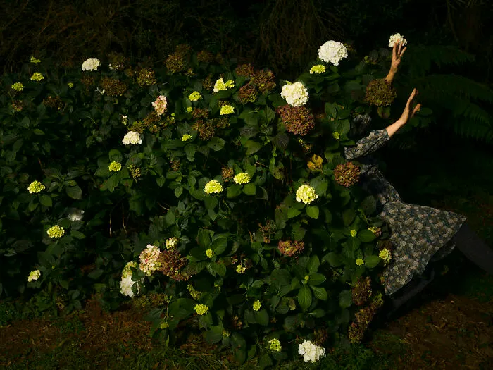 A woman is partially hidden within a hydrangea bush, reaching up, forming surreal photos with flowers and leaves.