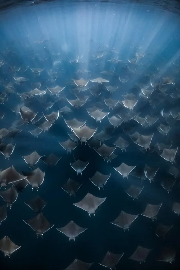 “Ray's For Days” By Brittany Ilardi