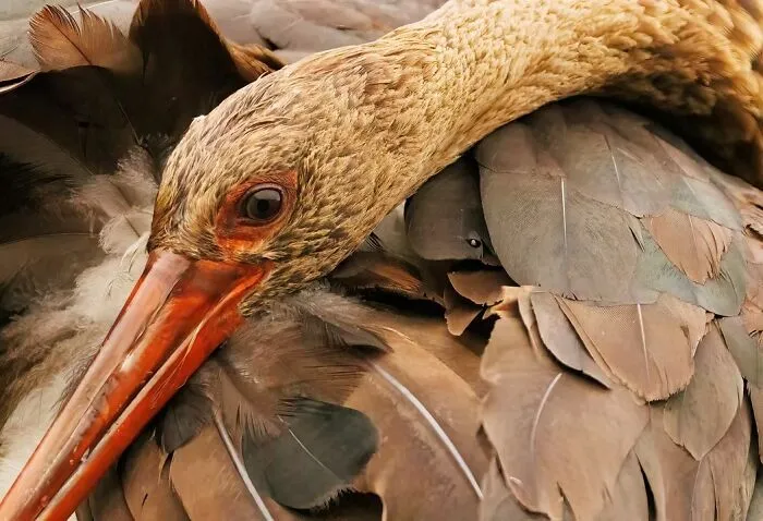 “Juvenile Black Stork” By Chris Brain