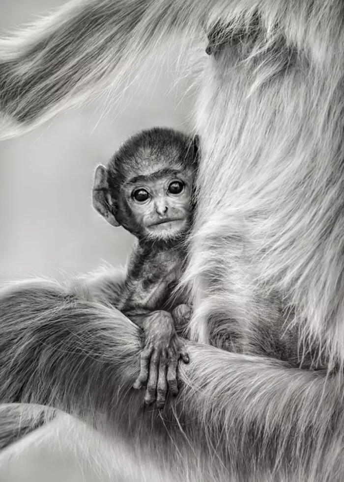 “Innocence” By Preeti And Prashant Chacko