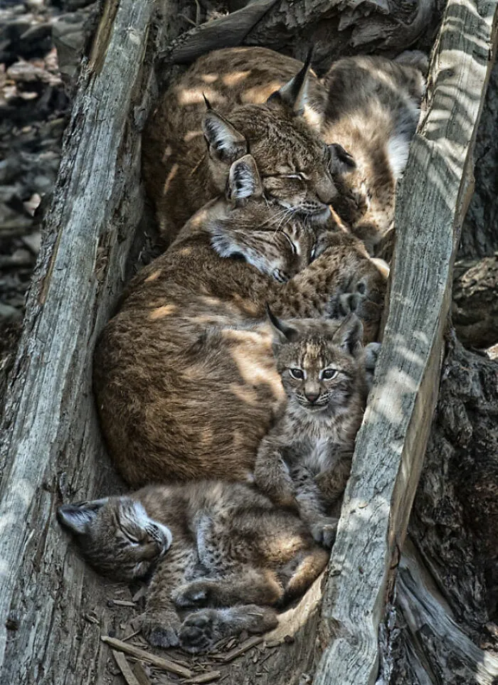 “Lynx Family” By Roberto Carnevali