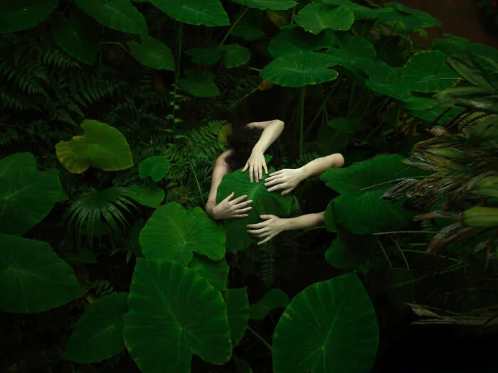“Elephant Ear (Alocasia Odora) In Autumn”