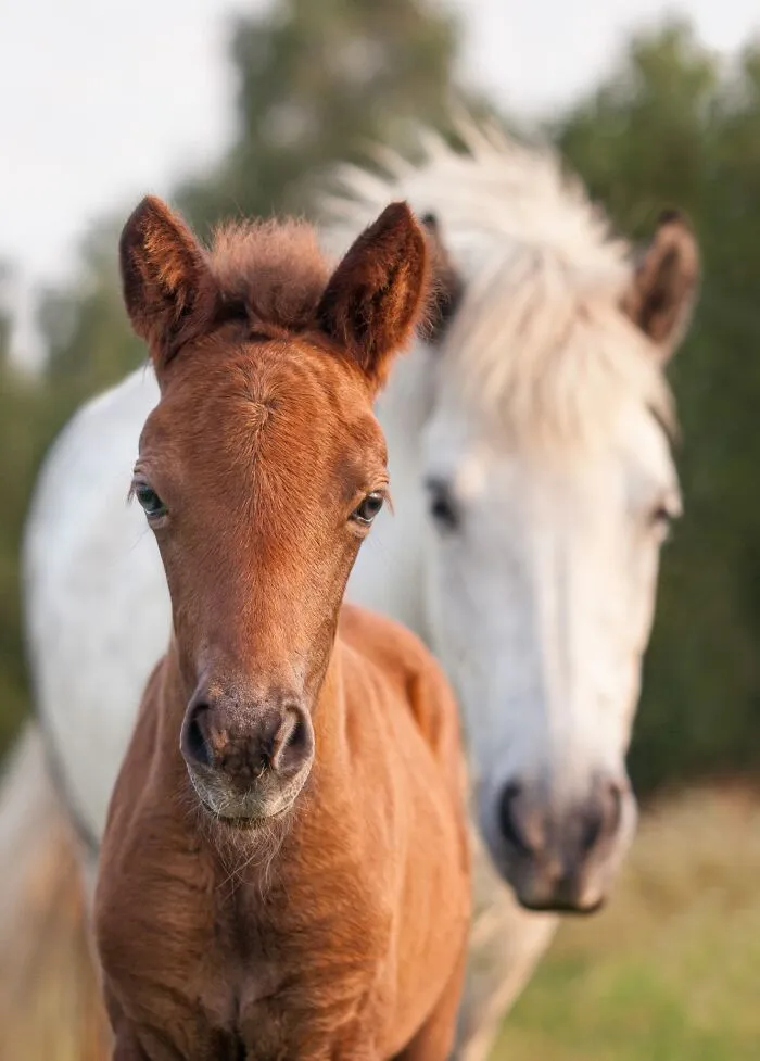 Equine Portrait Category Finalist - "Curious Icelandic Horse Foal, Huldumey And Mare Hyndla" By Iris Van Velzen