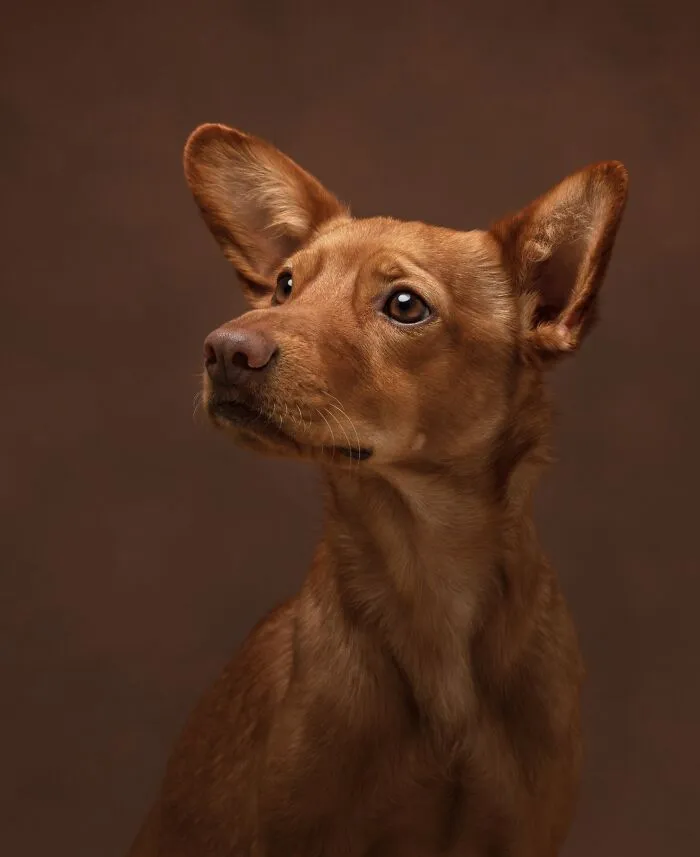 Canine Portrait Category Finalist - "A Piece Of Art" By Kairi Laiapea