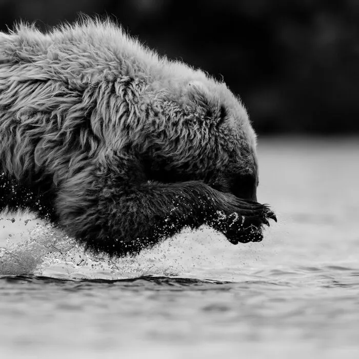Impresionante fotografía de fauna de un oso pardo salpicando en el agua con sus patas delanteras.