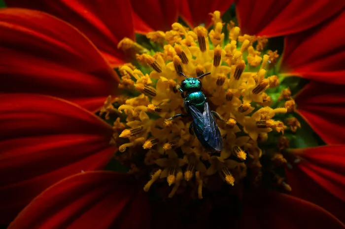 35 Impresionantes fotografías de fauna de esta fotógrafa galardonada