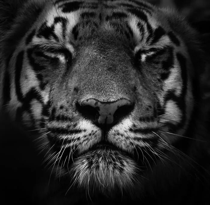 35 Impresionantes fotografías de fauna de esta fotógrafa galardonada