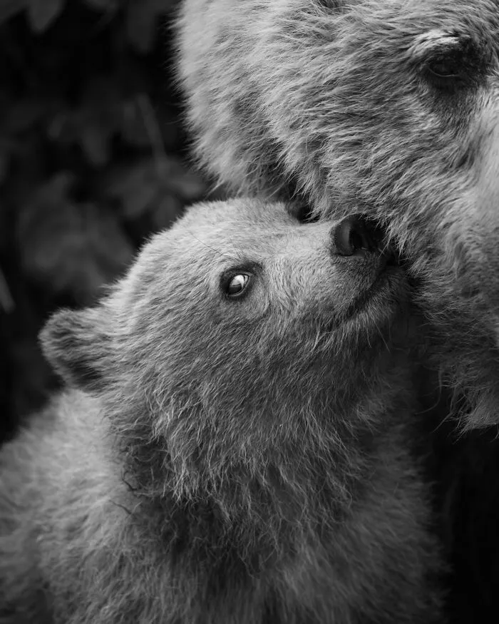 35 Impresionantes fotografías de fauna de esta fotógrafa galardonada