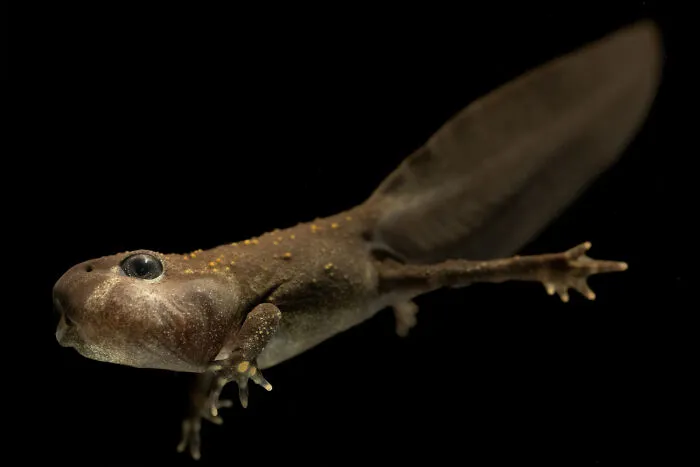 Impresionante fotografía de fauna de un renacuajo oscuro con extremidades y una cola larga, sobre un fondo negro.