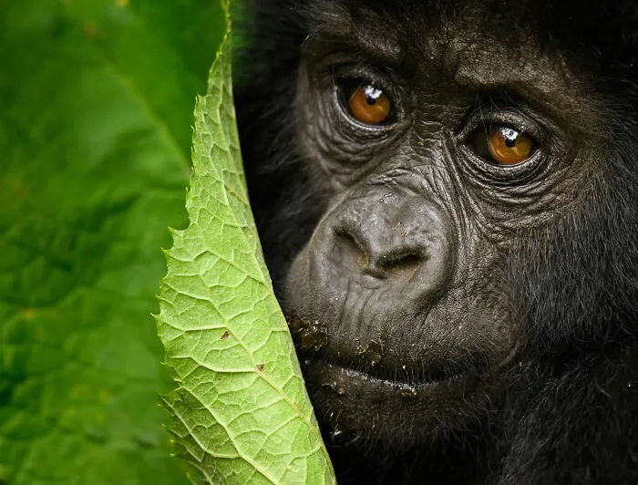 Impresionante fotografía de fauna: un gorila se asoma tímidamente detrás de una hoja grande.