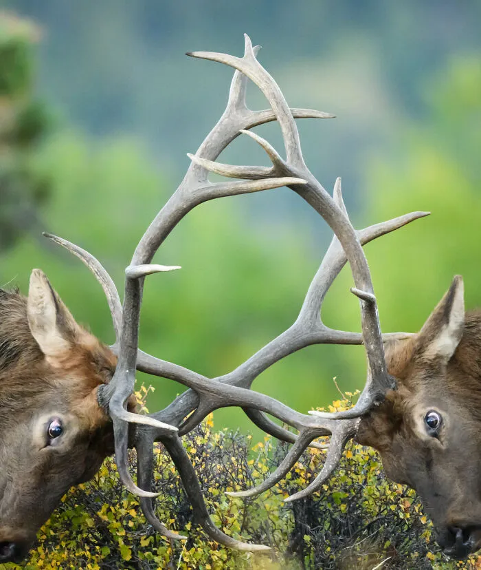 35 Impresionantes fotografías de fauna de esta fotógrafa galardonada