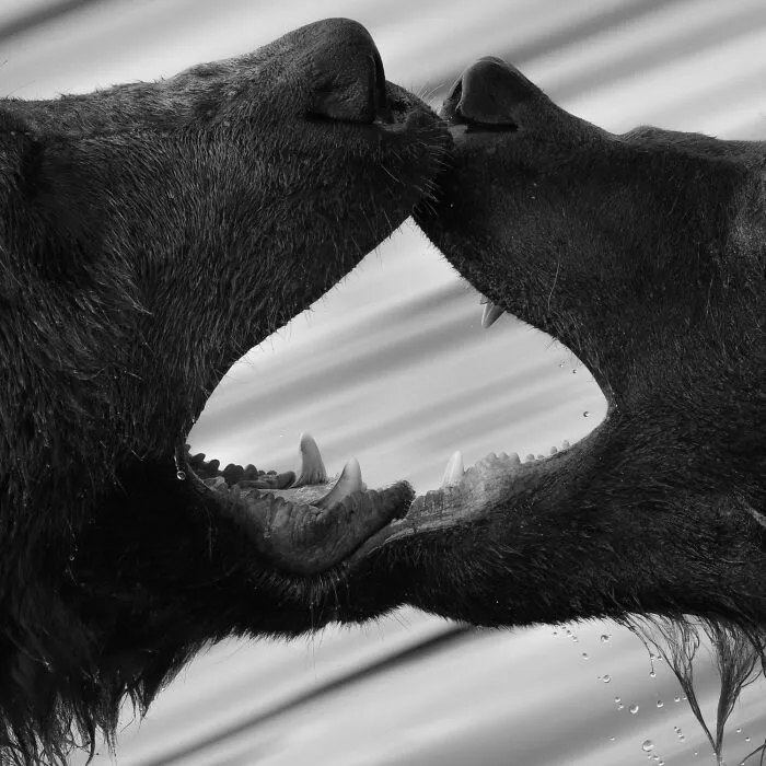Impresionante fotografía de fauna: Dos osos mostrando los dientes, enfrentados con la boca abierta y gotas de agua visibles.