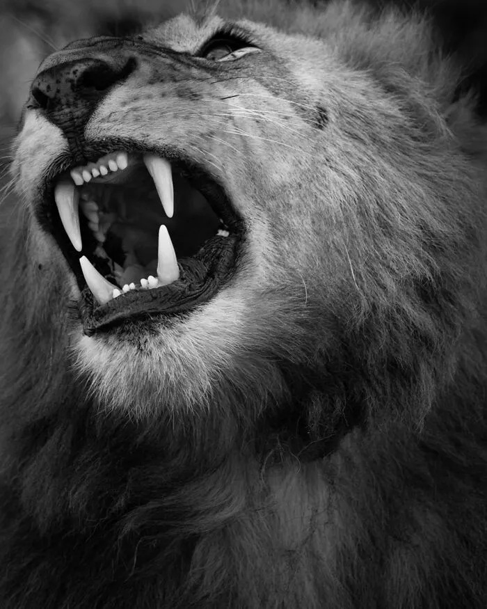Impresionante fotografía de fauna: un león ruge mostrando sus colmillos afilados.