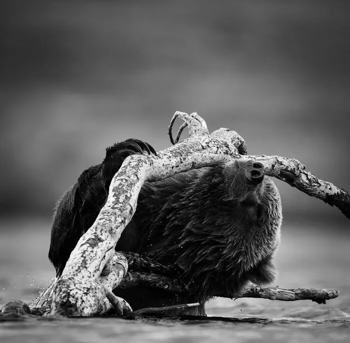 Impresionante fotografía de fauna: Oso pardo boca abajo, sus patas alrededor de una rama grande, en aguas poco profundas.