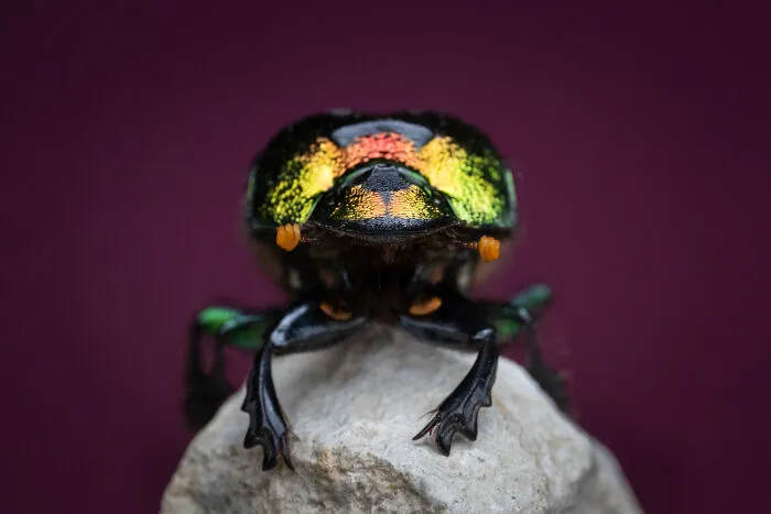 Impresionante fotografía de fauna de un escarabajo joya de colores vibrantes sobre una roca, con un fondo morado.