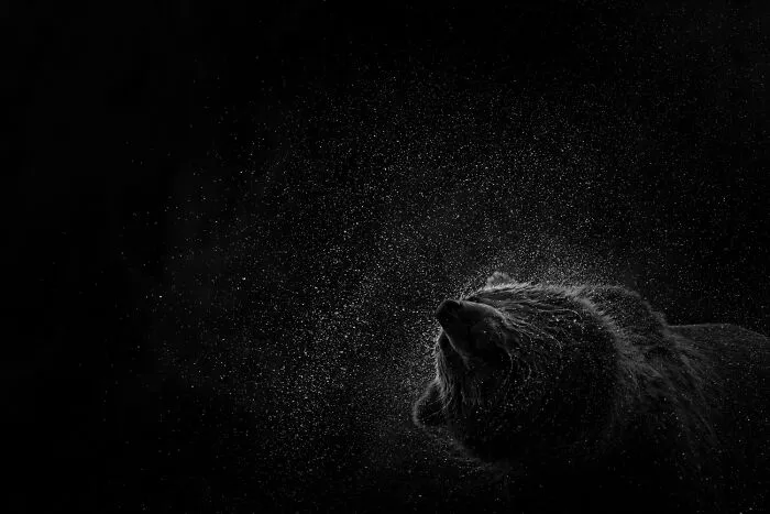 Impresionante fotografía de fauna: Oso pardo sacudiéndose el agua en un fondo oscuro, con gotas de agua salpicando.