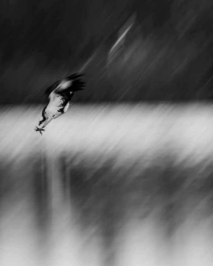 Impresionante fotografía de fauna: Un ave en picada con las garras extendidas, sobre un fondo abstracto y borroso.