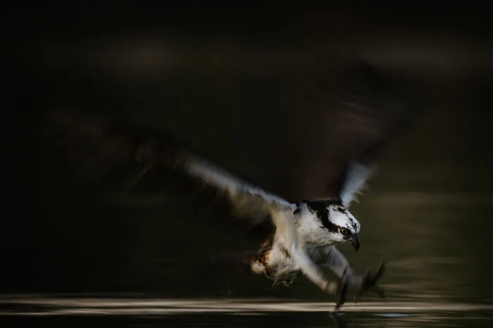 Impresionante fotografía de fauna: Un águila pescadora en picada sobre el agua, movimiento difuminado y enfoque en el ave.