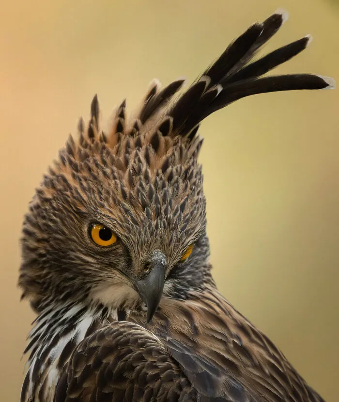 35 Impresionantes fotografías de fauna de esta fotógrafa galardonada