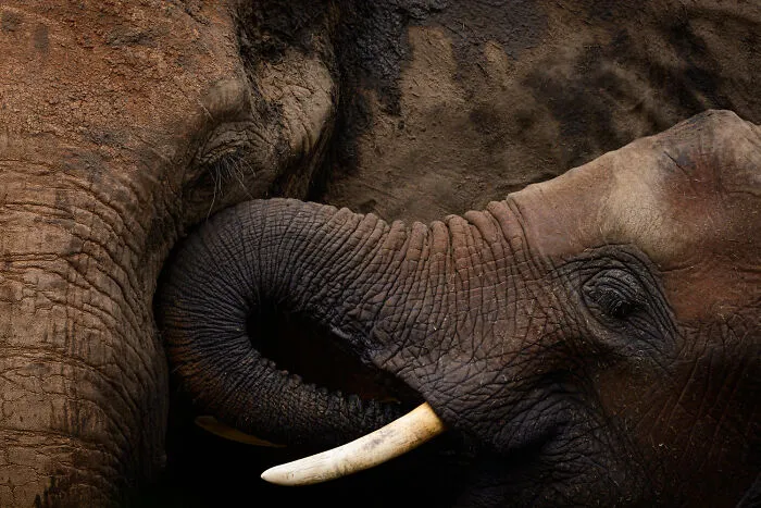 Impresionante fotografía de fauna: un elefante bebé y su madre con sus trompas entrelazadas.