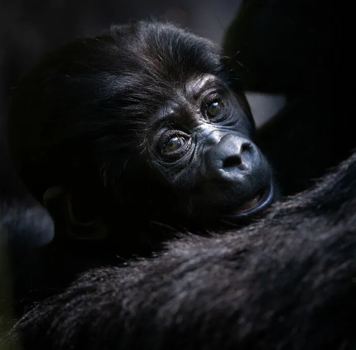 Impresionante fotografía de fauna: un gorila bebé se acurruca en la espalda de su madre.