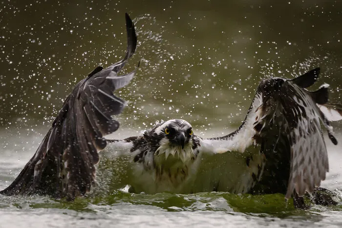 Impresionante fotografía de fauna de un águila pescadora con las alas extendidas, salpicando agua.