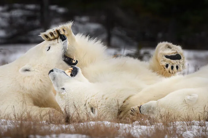 35 Impresionantes fotografías de fauna de esta fotógrafa galardonada