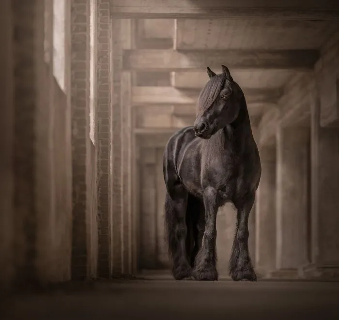 Equine Portrait Category Finalist - "Majestic Friesian" By Renate Zuidema