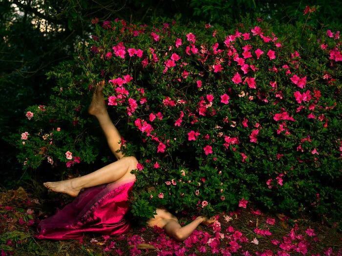 Surreal photos of a person's legs and arm emerging from a vibrant pink flowering bush, with fallen petals.
