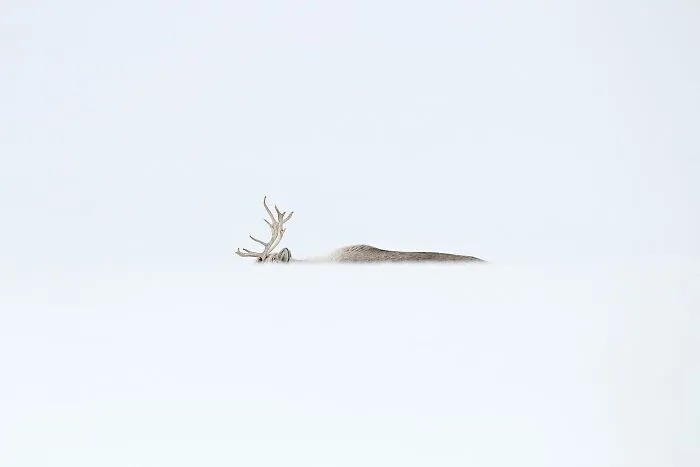 Remarkable color photos from the reFocus Contest: a reindeer emerging from deep snow.