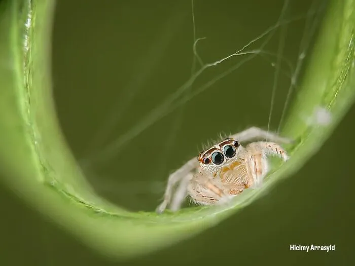 This Photographer Uses A Smartphone To Reveal The Magical World Of Tiny Insects (32 Pics)
