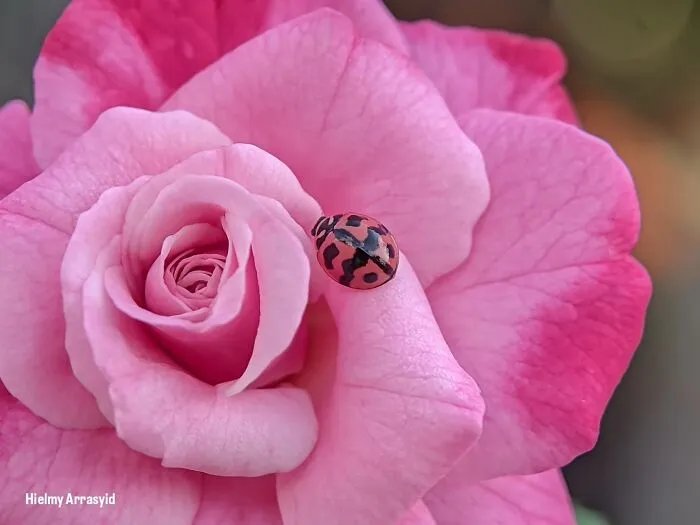 This Photographer Uses A Smartphone To Reveal The Magical World Of Tiny Insects (32 Pics)