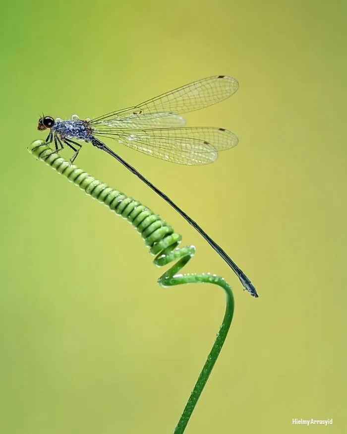 This Photographer Uses A Smartphone To Reveal The Magical World Of Tiny Insects (32 Pics)