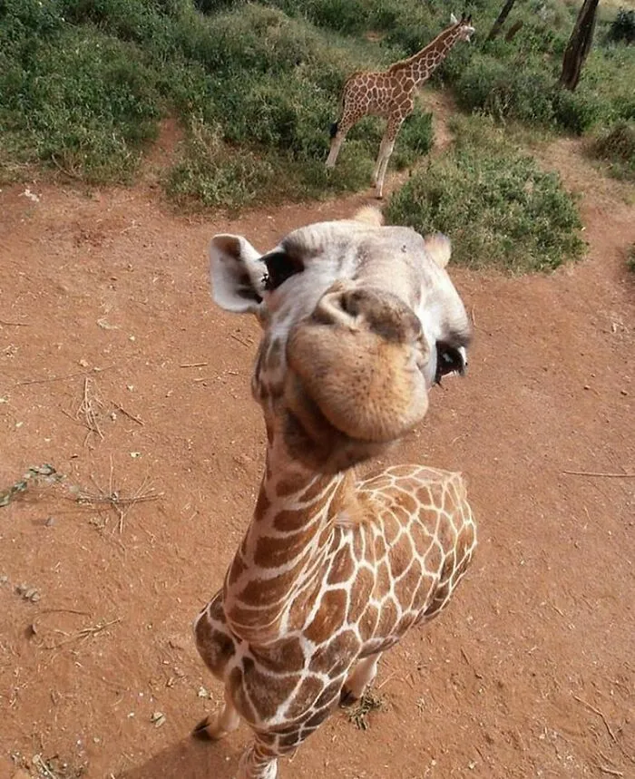 35 Fotos de animales para que tengas una sobredosis de ternura