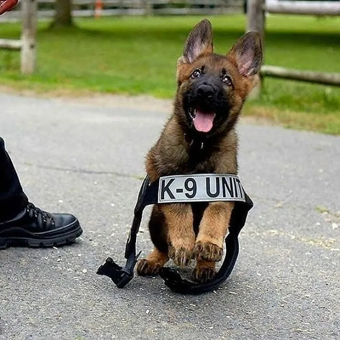 43 Animal Pics Shared By “Cute Emergency” For Your Daily Dose Of Cuteness