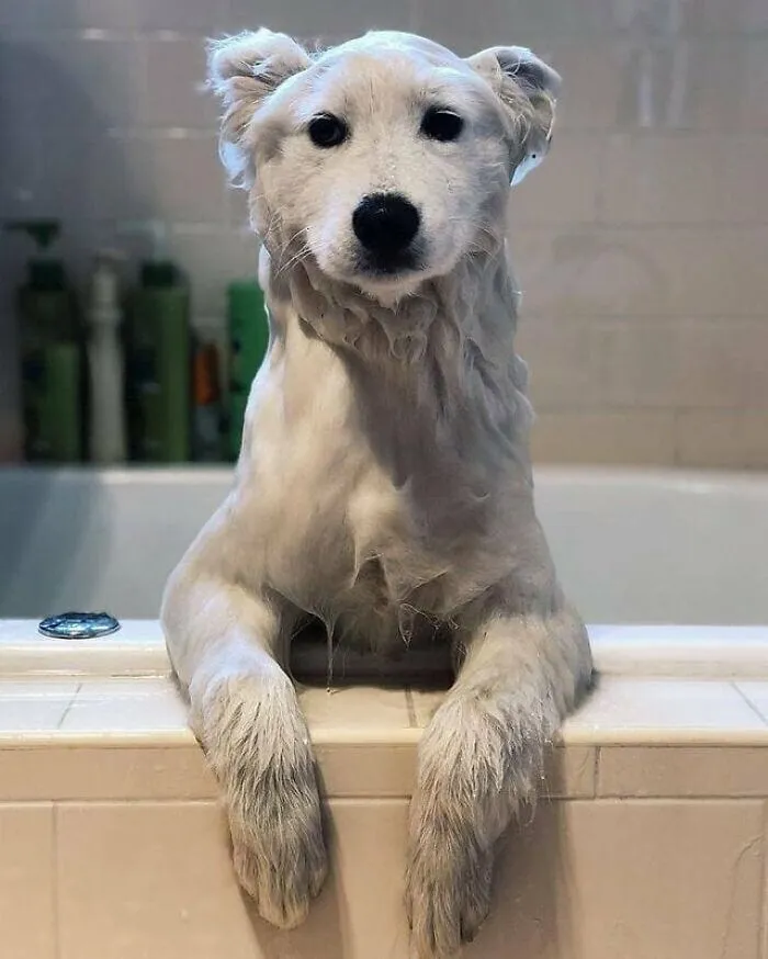 35 Fotos de animales para que tengas una sobredosis de ternura