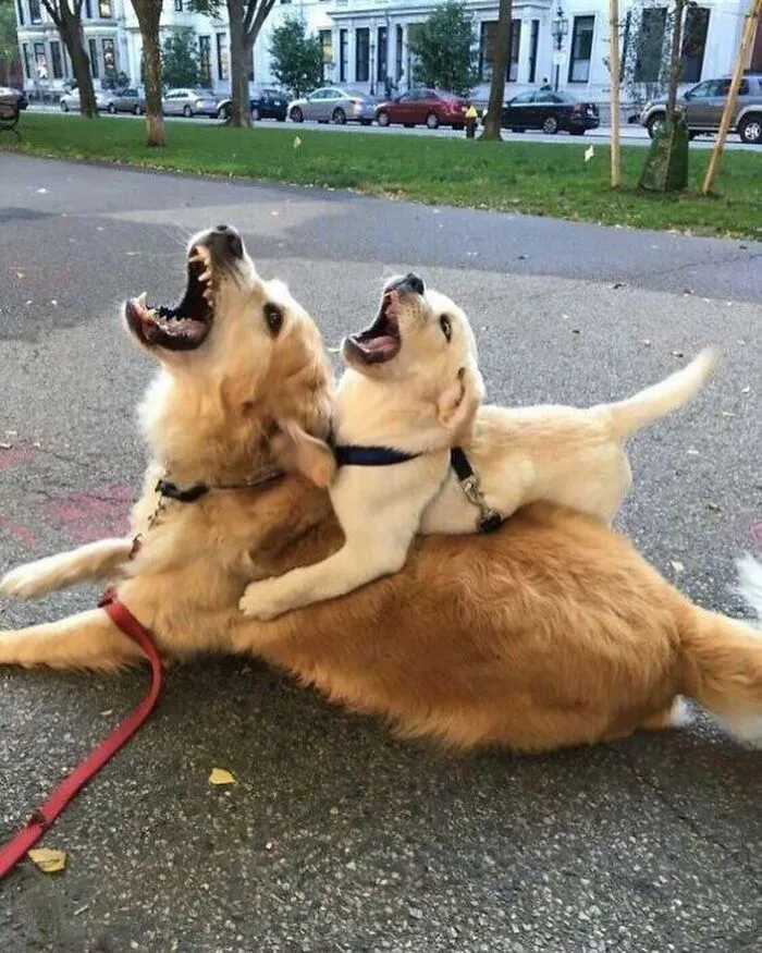 35 Fotos de animales para que tengas una sobredosis de ternura