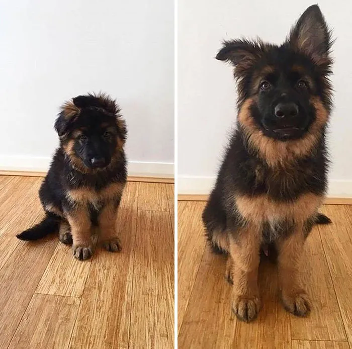 35 Fotos de animales para que tengas una sobredosis de ternura