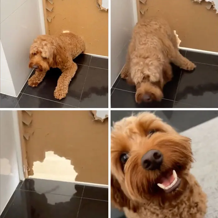 This Page Shared 27 Photos Of Dogs Who Made Their Owners Laugh Without Even Trying