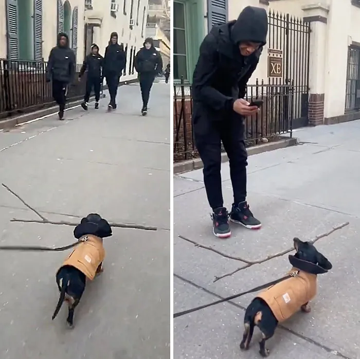 This Page Shared 27 Photos Of Dogs Who Made Their Owners Laugh Without Even Trying