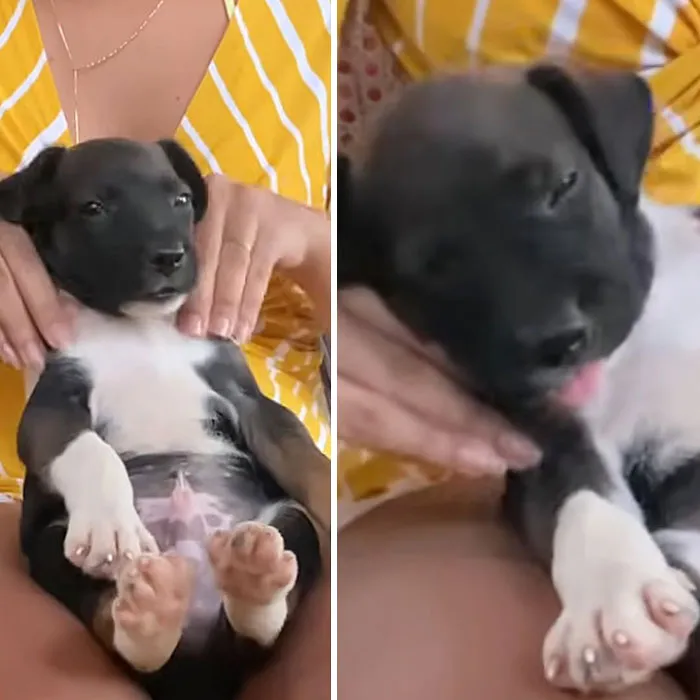 This Page Shared 27 Photos Of Dogs Who Made Their Owners Laugh Without Even Trying