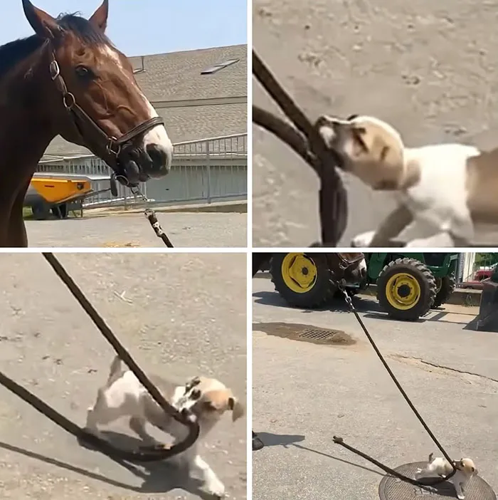 This Page Shared 27 Photos Of Dogs Who Made Their Owners Laugh Without Even Trying