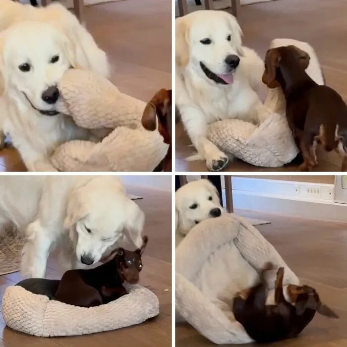 This Page Shared 27 Photos Of Dogs Who Made Their Owners Laugh Without Even Trying