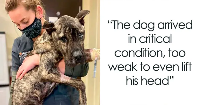 34 Animals Who Found Safety, Care, And A New Beginning In Stories Shared By This Page (New Pics)