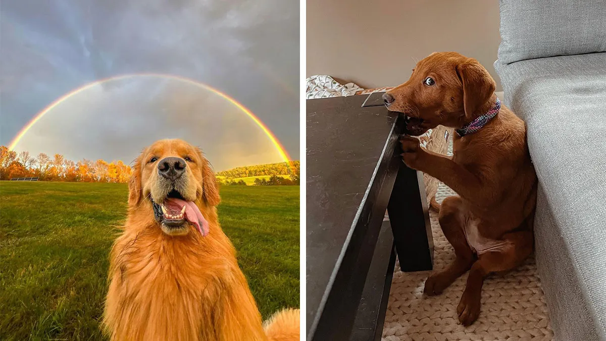 40 Hilarious And Heartwarming Dog Photos That Stole The Internet’s Heart