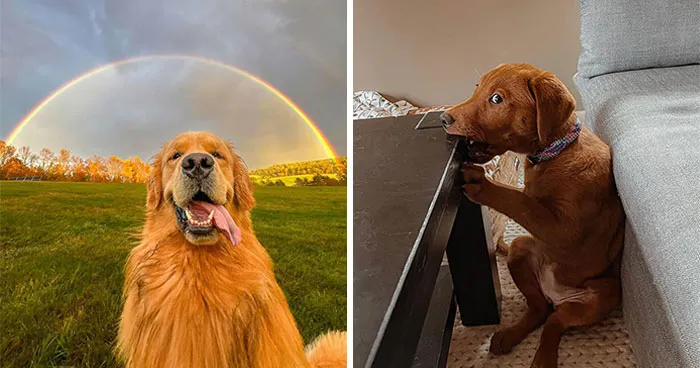 40 Hilarious And Heartwarming Dog Photos That Stole The Internet’s Heart