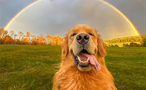 40 Hilarious And Heartwarming Dog Photos That Stole The Internet’s Heart