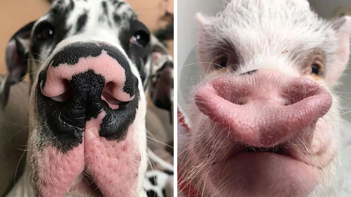 This Page Shared 60 Funny Animal Photos That Might Make You Want To Boop Every Nose