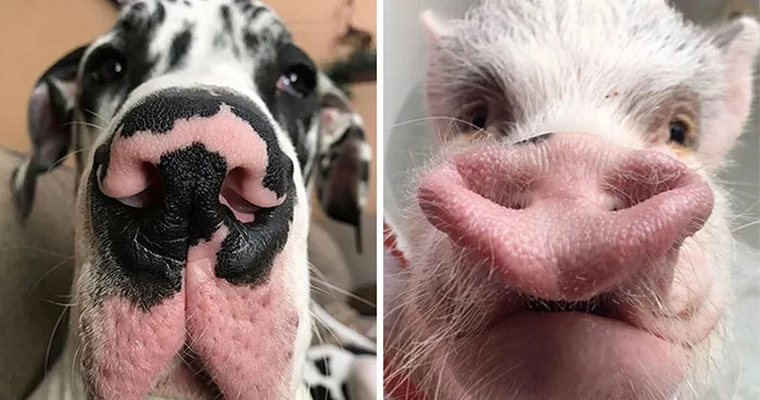 This Page Shared 60 Funny Animal Photos That Might Make You Want To Boop Every Nose