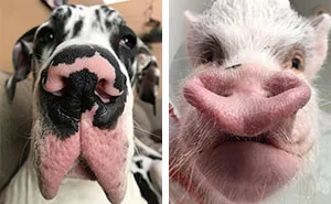 This Page Shared 60 Funny Animal Photos That Might Make You Want To Boop Every Nose